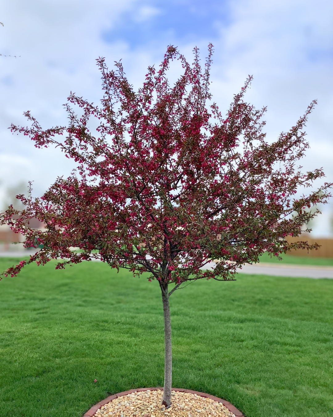 Royal Raindrops Crabapple in full bloom. 